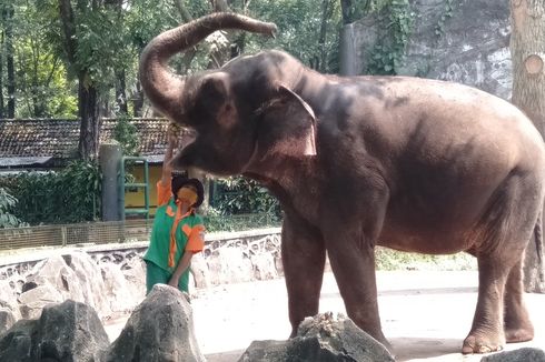 Bersiap Kembali Buka, Taman Margasatwa Ragunan Lakukan Simulasi Kunjungan