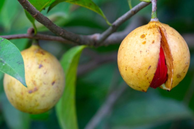 Buah pala siap panen