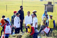 Mentan SYL Dampingi Presiden Jokowi Panen Raya Padi di Ngawi