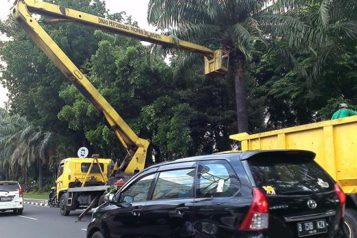 Dinas Pertamanan dan Pemakaman DKI Jakarta memangkas sejumlah pohon di beberapa titik di Jakarta, Minggu (14/12/2014).