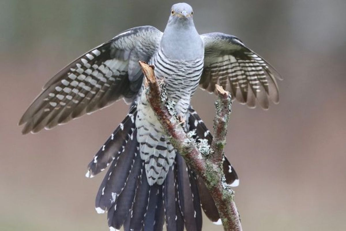 Burung cuckoo (Cuculus canorus), terbang sejauh 12.000 kilometer dari Afrika bagian selatan ke Mongolia. Perjalanannya dipantau satelit.