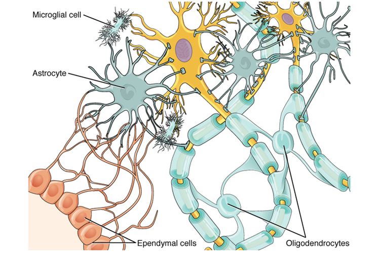 Sel glia pada sistem saraf pusat