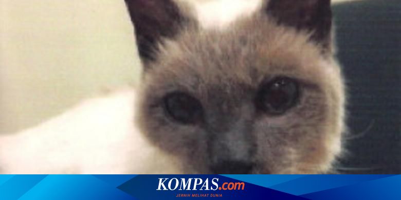 Kucing Siam Berusia 30 Tahun Jadi Kucing Tertua Di Dunia