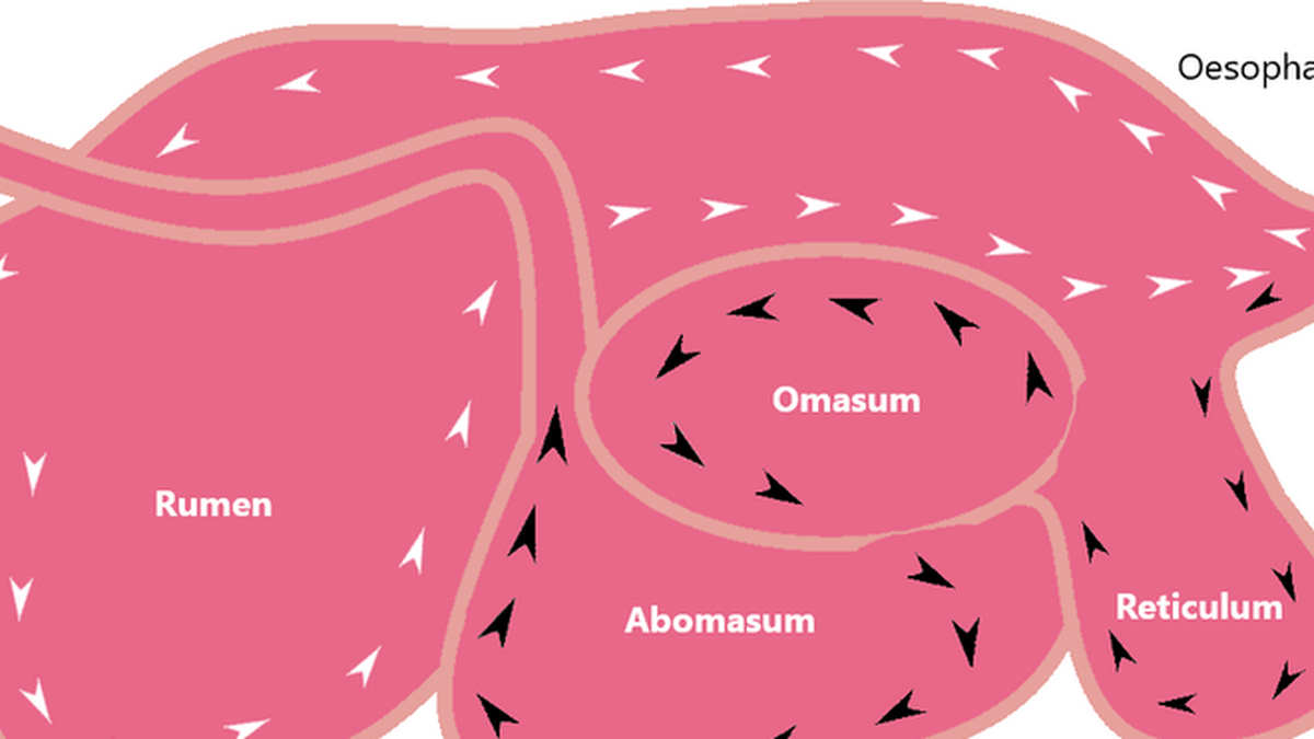 Real Rumen Inside 4 Lambung Hewan Ruminansia: Rumen, Retikulum, Omasum, dan Abomasum