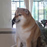 Cheems Balltze, Anjing Shiba Inu yang Viral Jadi 