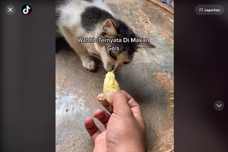 Kucing makan durian