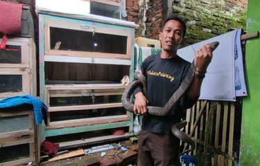 Berawal dari Evakuasi Ular, Rinto Punya Hobi Ekstrem Budidaya Ular ...