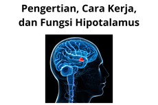 Pengertian, Cara Kerja, dan Fungsi Hipotalamus