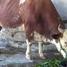 Sapi Jumbo Seberat 1,25 Ton dari Presiden Prabowo Tiba di Mamuju Sehari Jelang Idul Adha