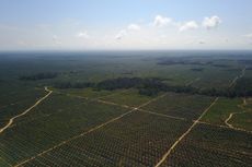 Dua Anak Perusahaan ANJ di Papua Raih Sertifikasi RSPO