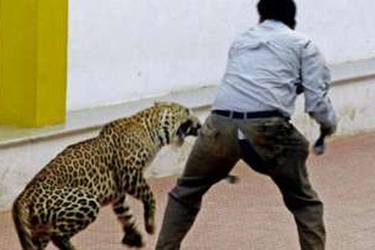 Macan tutul yang menyerang sejumlah orang di sekolah di Banglore, India.