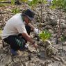 Lagi, Petrokimia Gresik Tanam 10.000 Bibit Mangrove di PRPM Mengare