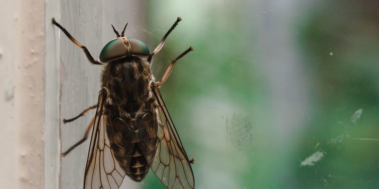 Cara mengusir lalat secara permanen