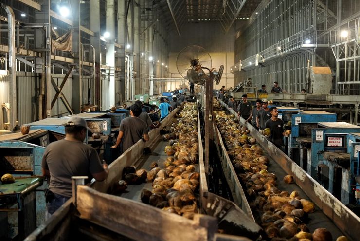 Pabrik Kelapa di Halmahera Utara Berpotensi Serap 20.000 Tenaga Kerja