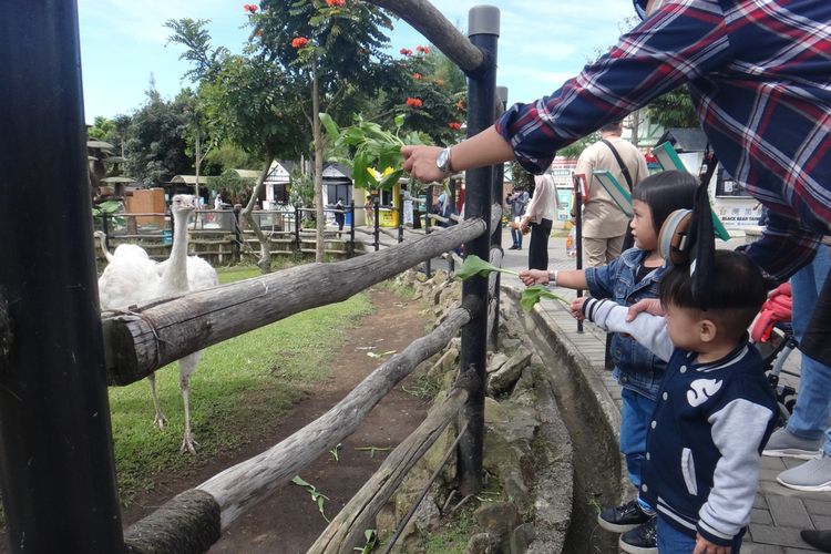 Pengunjung memberi makan hewan di Lembang Park Zoo, (28/5/2022).