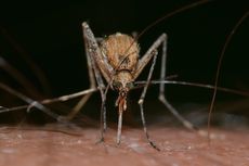3 Faktor Keberhasilan Nyamuk Wolbachia dalam Pengendalian Kasus DBD