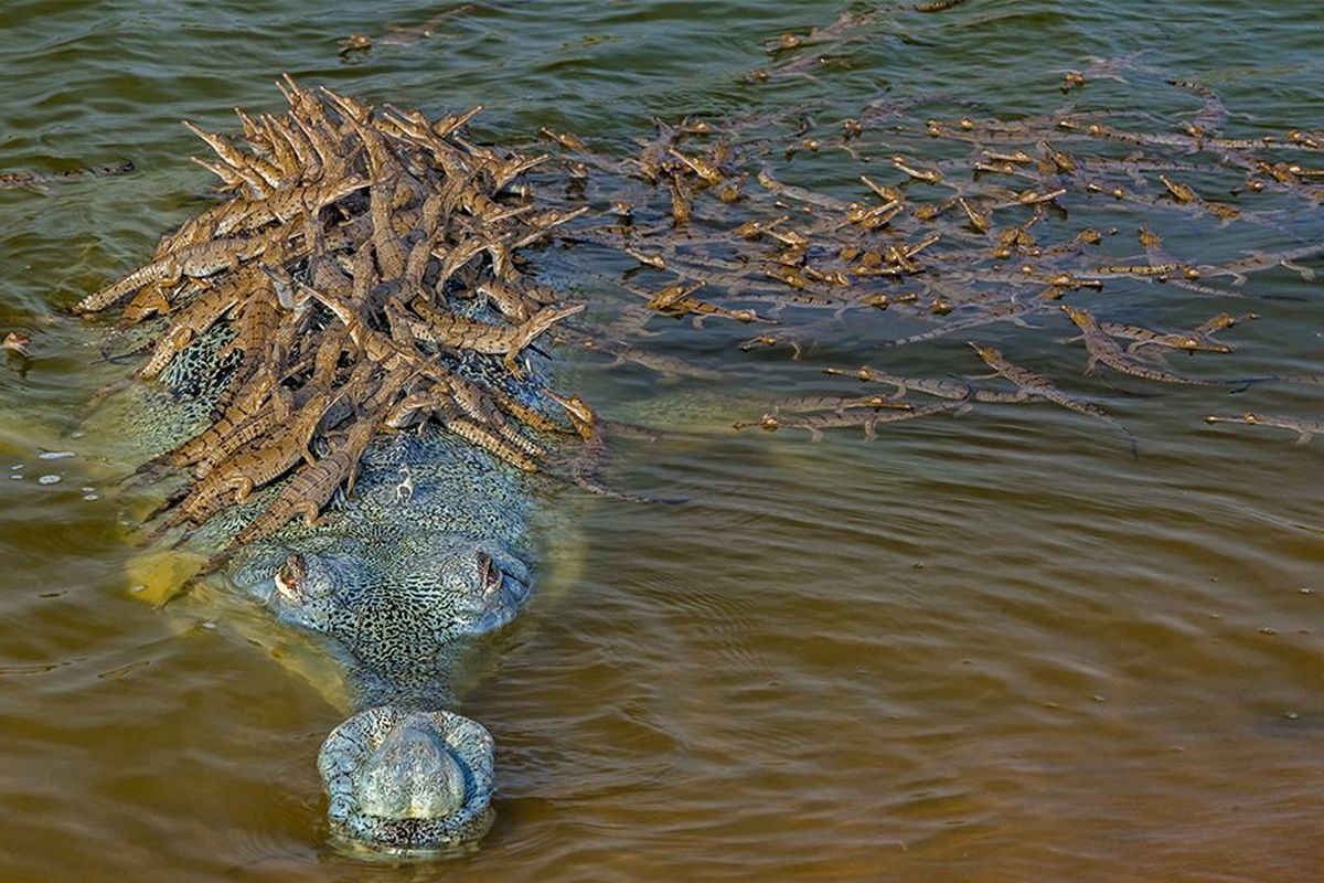 Seekor gharial atau buaya pemakan ikan di India tertangkap kamera menggendong 100 anaknya. Foto ini menjadi salah satu dari 100 gambar yang sangat dipuji dalam kompetisi Fotografer Satwa Liar Tahun Ini, yang diselenggarakan oleh Natural History London. 