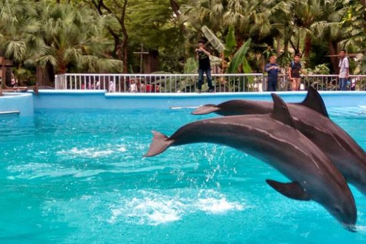 Dolphin Bay di Ocean Dream Samudra, Senin (19/12/2016), di mana pengunjung dapat berinteraksi dengan lumba-lumba. 