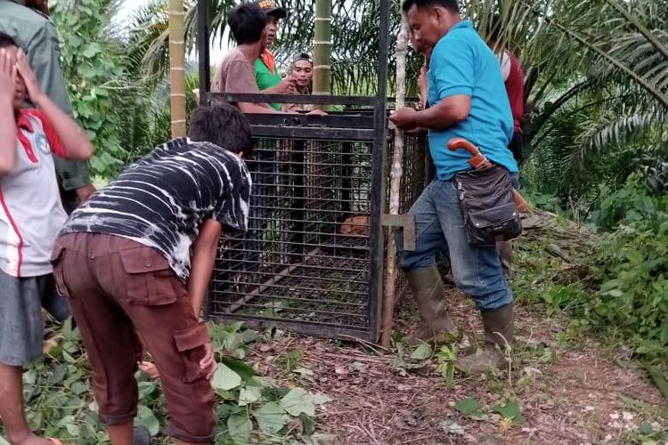 Petugas BKSDA Bengkulu memasang perangkap harimau sumatera