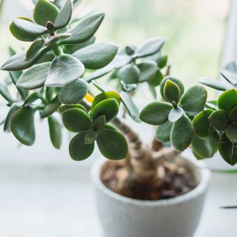 Ilustrasi tanaman giok atau jade plant.