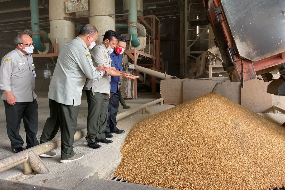 Tepis Isu Jagung Langka, Mentan Cek Stok Jagung Pabrik Pakan