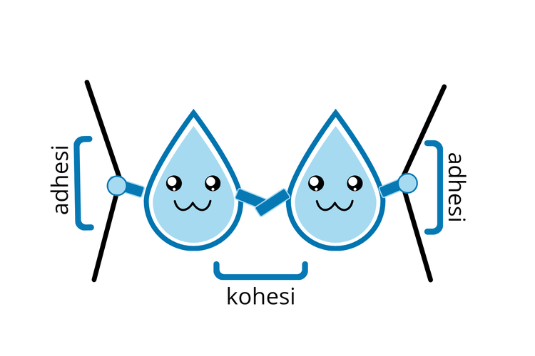 Ilustrasi gaya adhesi dan kohesi pada molekul air