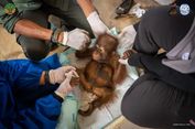 BKSDA Kalimantan Selamatkan Bayi Orangutan yang Dipelihara di Area Tambang