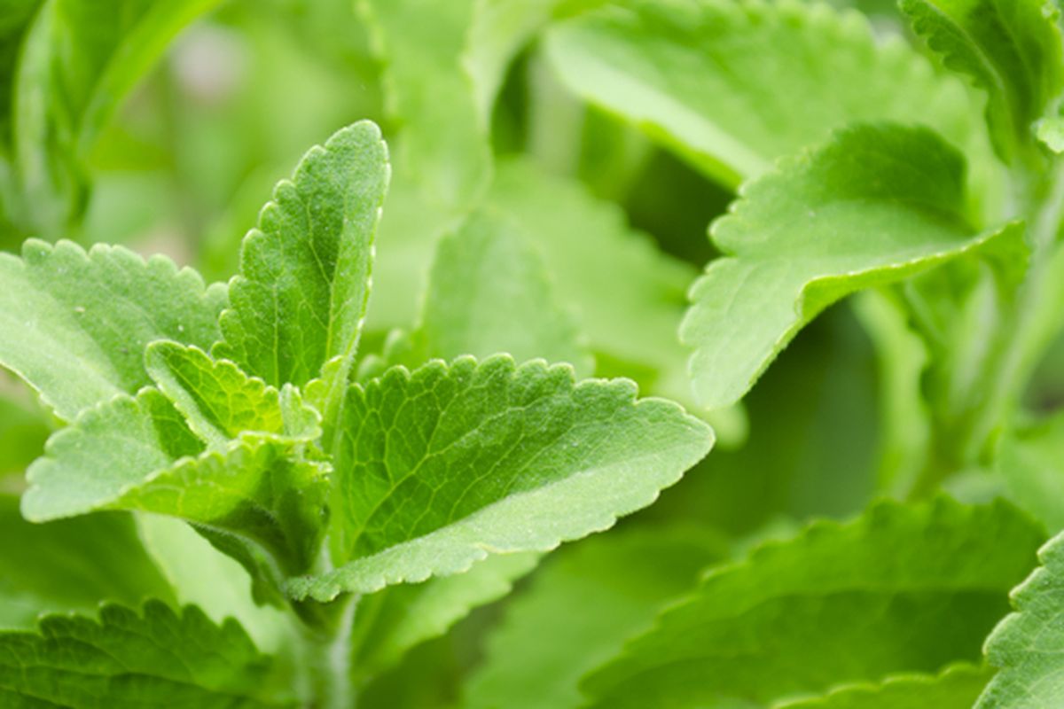 Ilustrasi tanaman stevia, daun stevia.