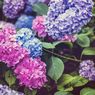 6 Fakta Menarik Bunga Hortensia yang Belum Diketahui Orang 