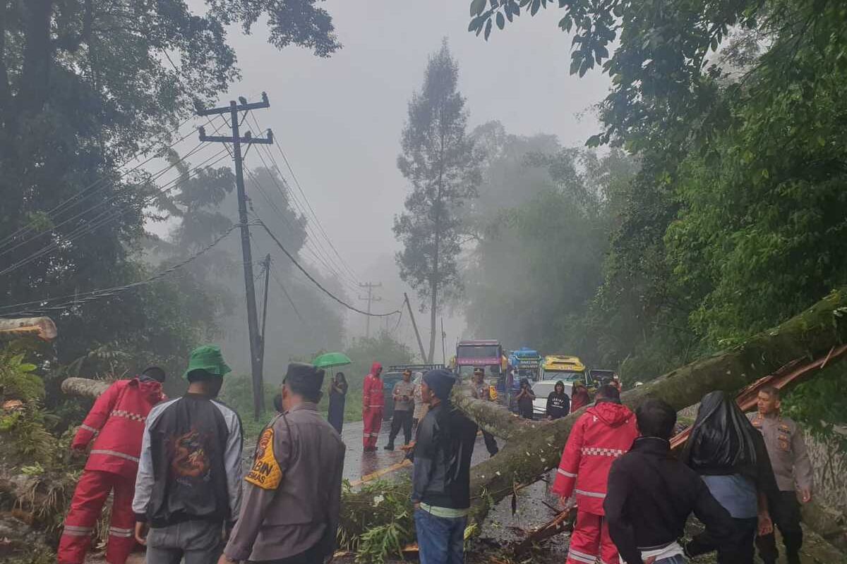 Pohon Tumbang Tutup Akses Jalan Penghubung Medan-Berastagi