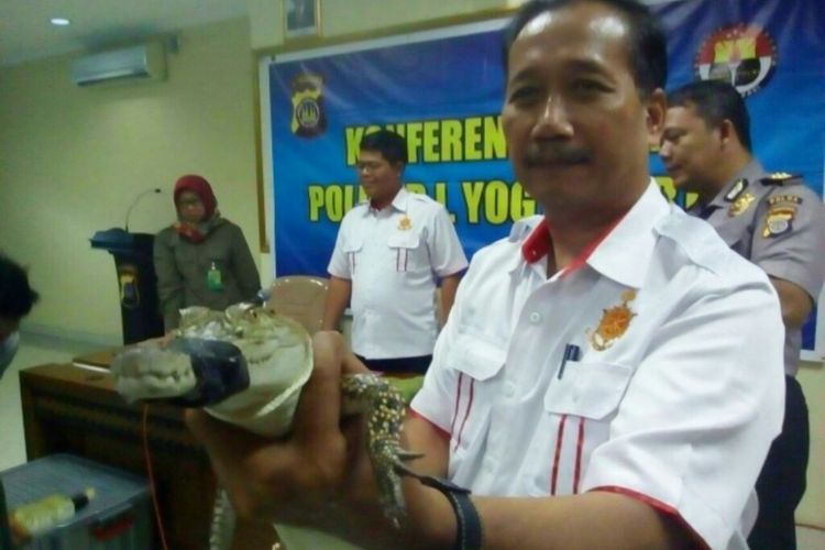 Salah satu buaya muara yang diamankan polisi dari tangan kedua tersangka.