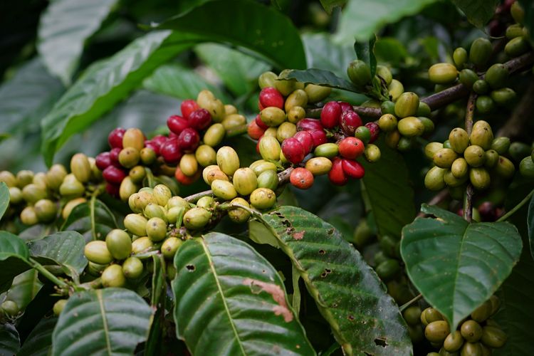 Ilustrasi biji kopi robusta 