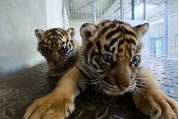 Dua ekor bayi harimau sumatera lahir di Kebun Binatang Amiens Metropolo di Perancis, masing-masing diberi nama Rimba dan Toba. Keduanya lahir dari induk harimau sumatera bernama Menya pada 22 Maret sebagai hasil dari program European Breeding Program of Sumatran tigers.