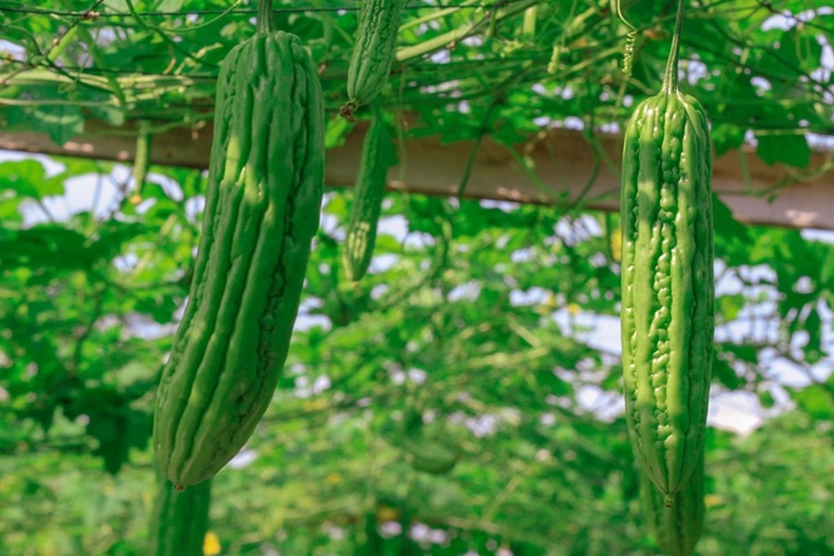 Ilustrasi tanaman pare, menanam pare. 