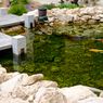 Plus Minus Memiliki Kolam Ikan Minimalis di Rumah