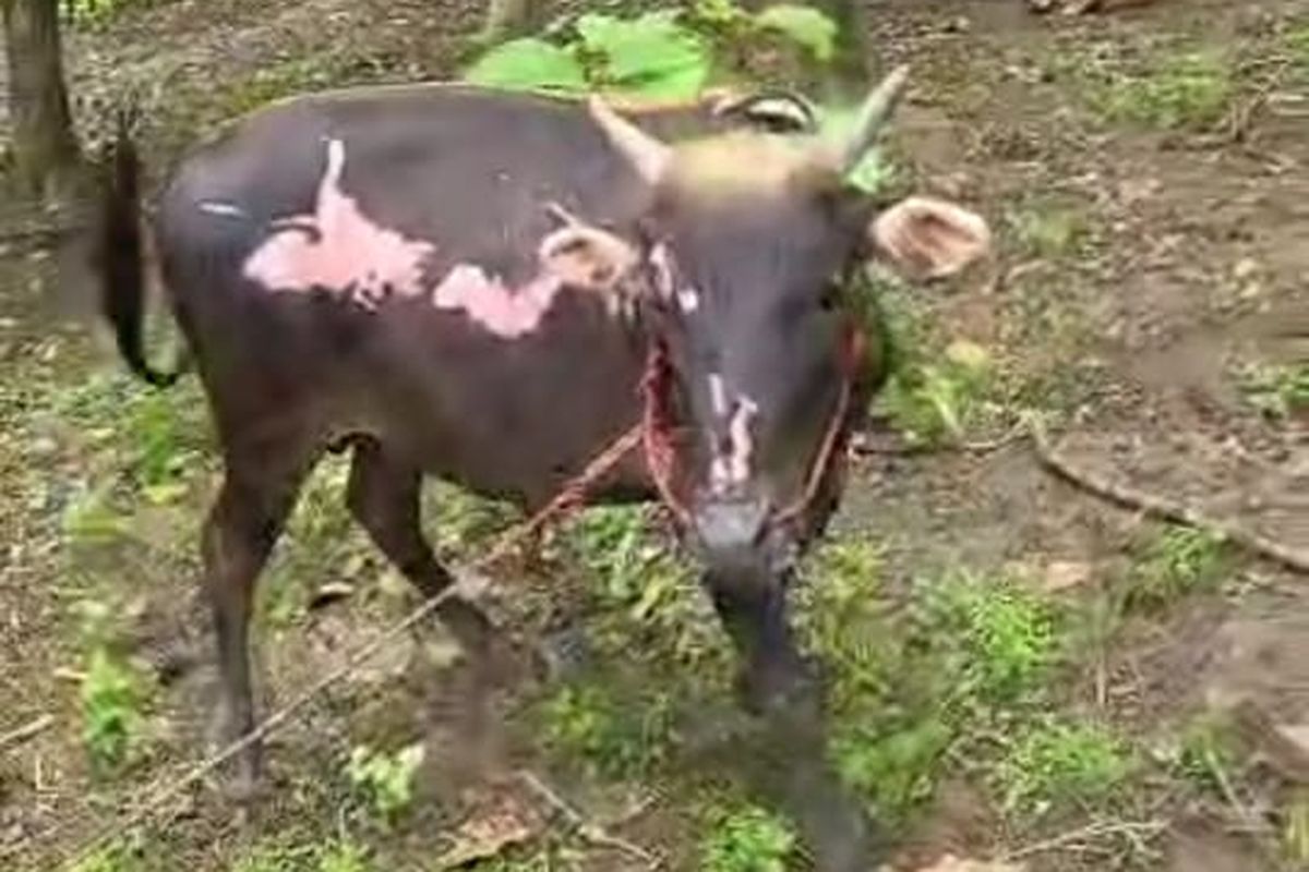 Sapi yang ikut terbakar, tampak kulitnya mengelupas. 