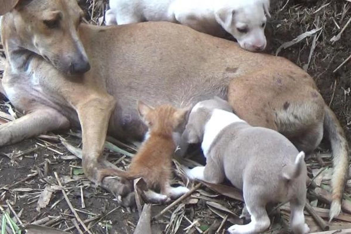 Seekor anak kucing di Barombong, Makassar, Sulawesi Selatan bertahan hidup setelah dirawat dan disusui oleh induk anjing liar. Rabu, (8/2/2017).