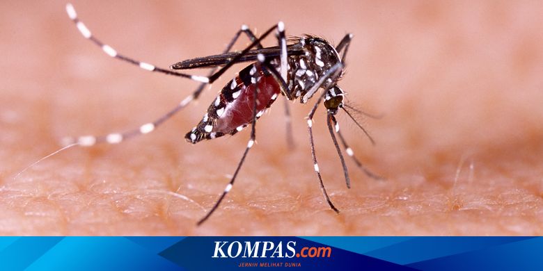 Cara Mereka Antisipasi Virus Corona Agar Wilayah Tak Tertular Mongabay Co Id