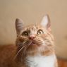 Perlukah Gigi Kucing dan Anjing Dibersihkan?