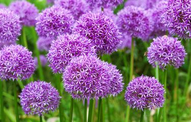 Ilustrasi bunga allium. 