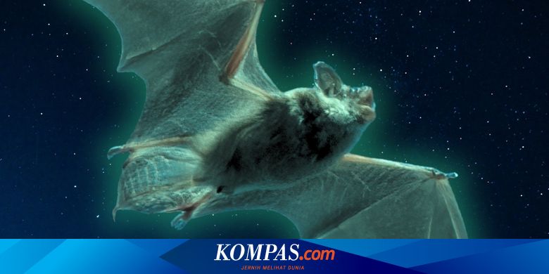 Bats Can Glow Green: Mystery of Bioluminescence Explained