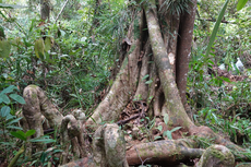 Spesies Pohon Raksasa Baru Ditemukan di Sumatera