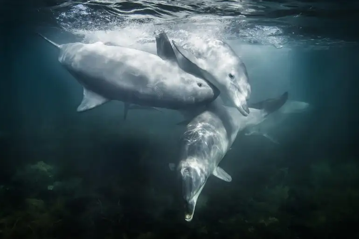 A photo illustrating bottlenose dolphins.