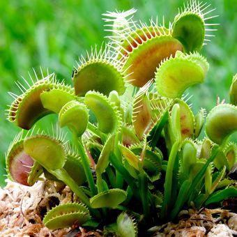 Ilustrasi tanaman venus flytrap.