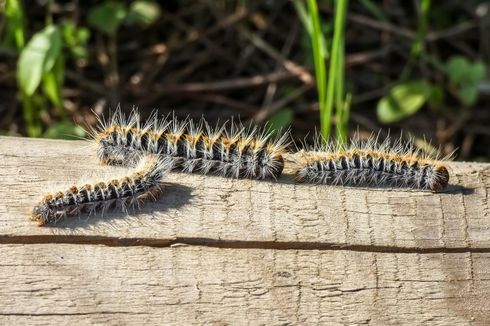 Bikin Gatal-gatal, Ini 5 Cara Membasmi Ulat Bulu dari Rumah