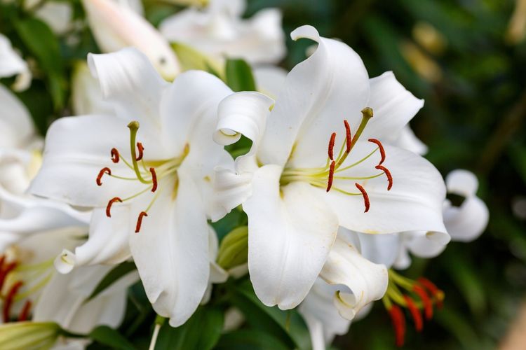 Ilustrasi bunga oriental lily. 