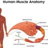 Perbedaan Otot Lurik, Otot Polos, dan Otot Jantung