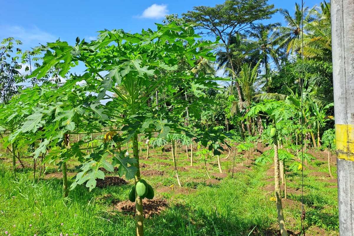 Pertanian pepaya yang digarap suami istri Supriyono dan Murjiyah di tanah sewa lahan kas Kalurahan Banjararum, Kapanewon Kalibawang, Kabupaten Kulon Progo, Daerah Istimewa Yogyakarta.