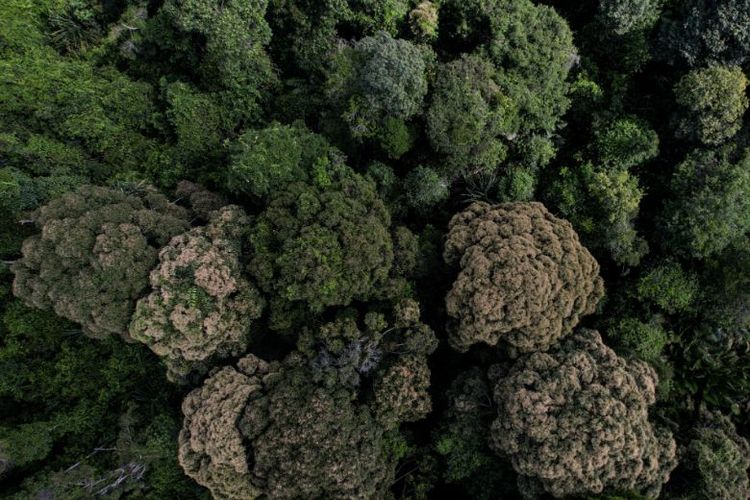 RER berupaya menjaga keseimbangan ekosistem, melindungi keanekaragaman hayati, dan mendukung mitigasi perubahan iklim.