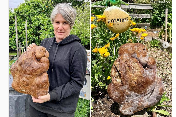 Donna Brown menggendong kentang yang diyakini sebagai kentang terbesar di dunia, hasil dari  kebun kecil mereka di dekat Hamilton pada Agustus 2021.